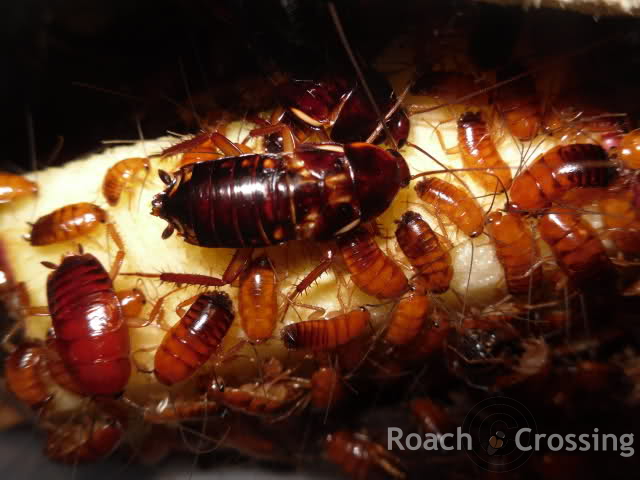 Red Runner / Turkistan Roach - Roach Crossing