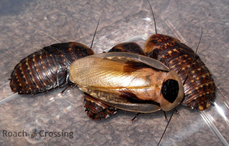 Discoid Roach Roach Crossing