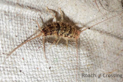 Firebrat - Roach Crossing