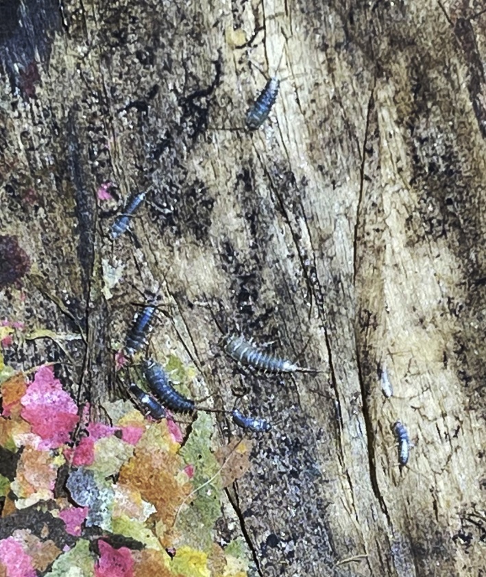 2/4/2023 Huge success with Utah silverfish Roach Crossing