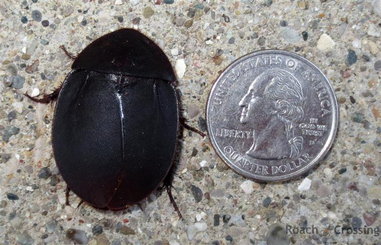 Big Black Beetle Mimic - Roach Crossing