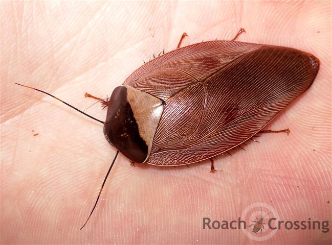 Pink Roach - Roach Crossing