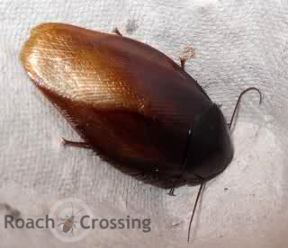 Ember Roach - Roach Crossing