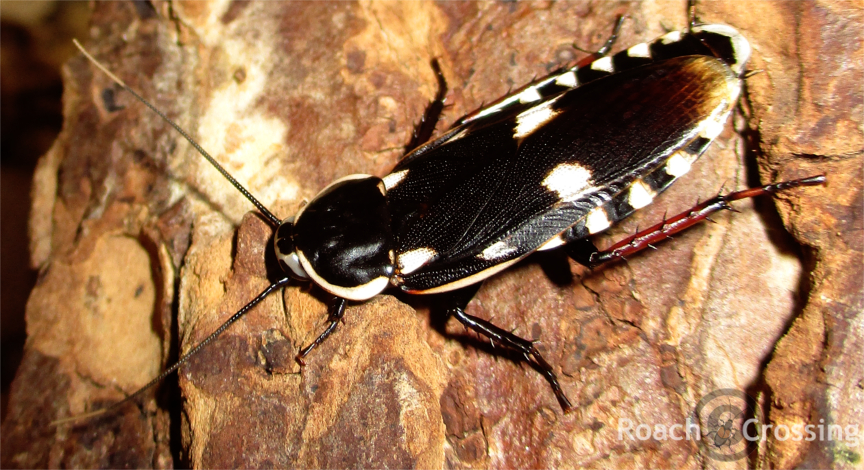 Taiwanese Assassin Mimic - Roach Crossing